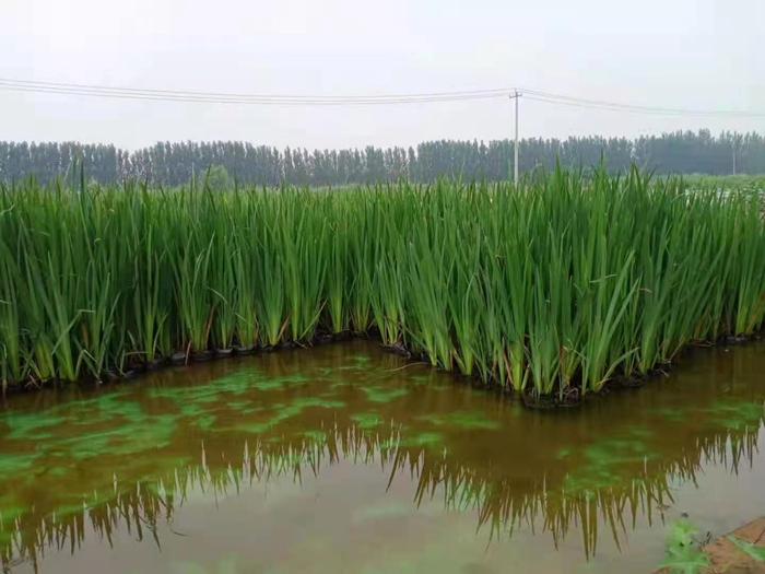 黄花鸢尾